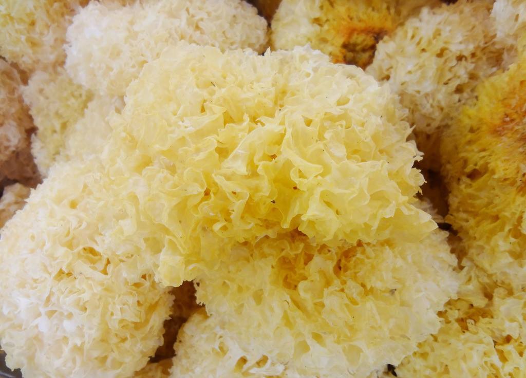 银耳放了三年变黄了,你居然还敢吃? 银耳放了三年变黄了,你居然还敢吃?